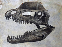 Dilophosaurus Dinosaur Skull Fine Art Print - Textured Background