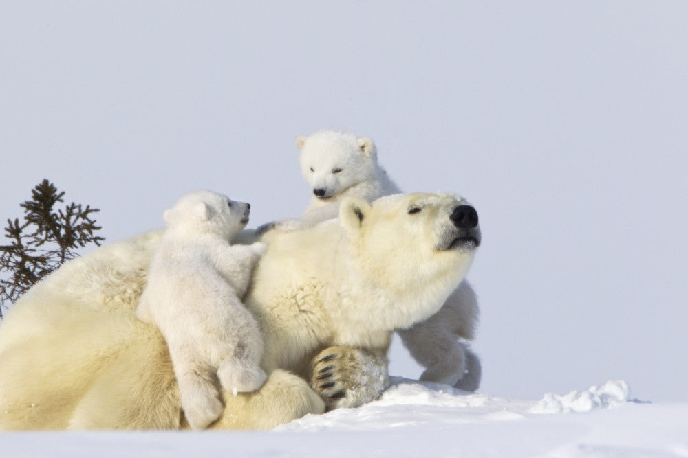 Two Polar Bear Cubs Climbing on Their Mother Fine Art Print by Richard Wear