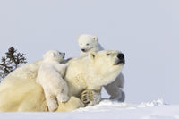 Two Polar Bear Cubs Climbing on Their Mother Fine Art Print by Richard Wear