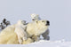 Two Polar Bear Cubs Climbing on Their Mother Fine Art Print by Richard Wear
