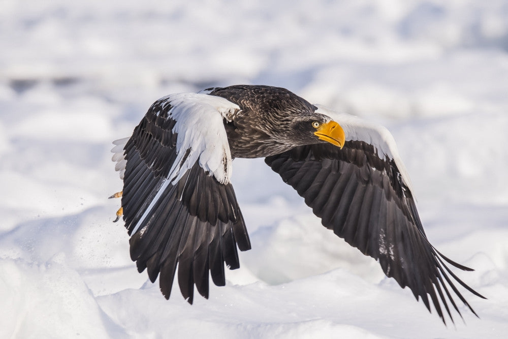 Stellar's Sea Eagle in Flight Fine Art Print by Its About Light