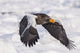 Stellar's Sea Eagle in Flight Fine Art Print by Its About Light