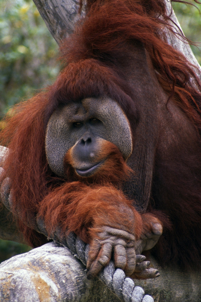 Orangutan Fine Art Print - Stunning Wildlife Decor