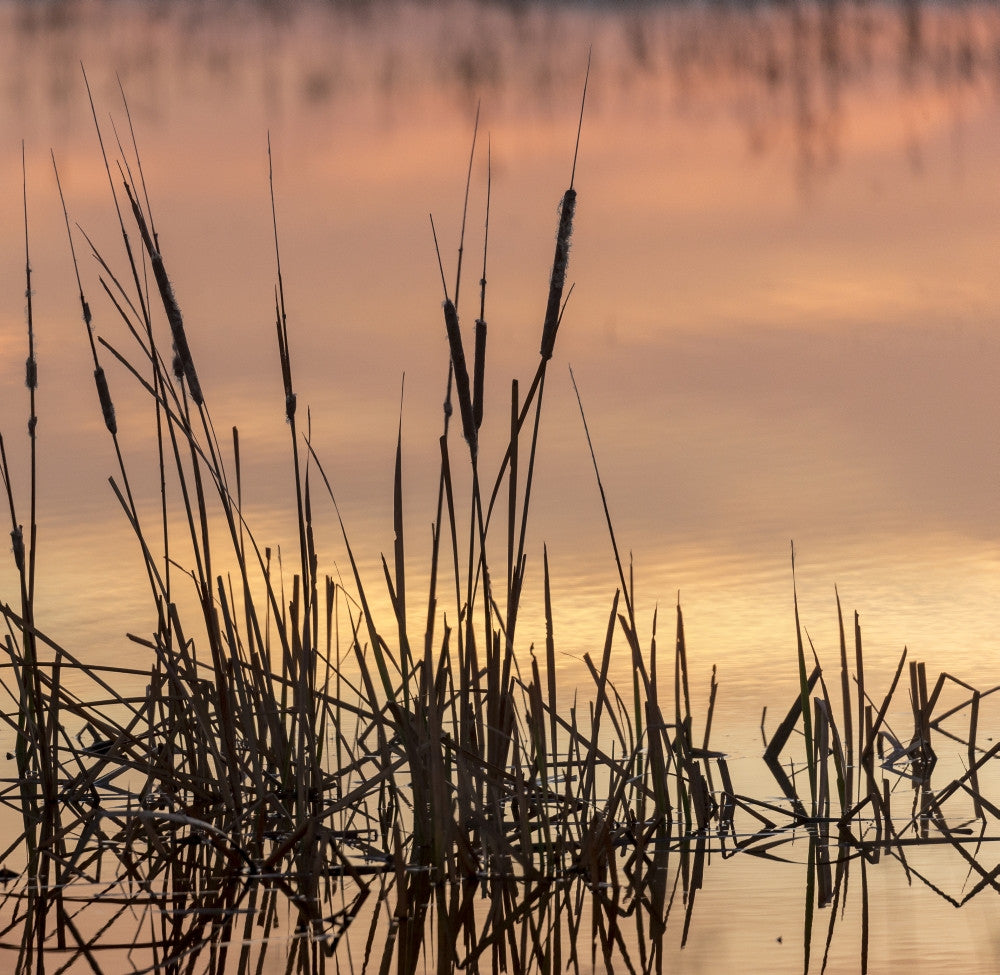 Cattails at Sunrise Fine Art Print by Maresa Pryor