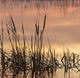 Cattails at Sunrise Fine Art Print by Maresa Pryor