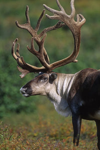 Bull Caribou Fall Portrait Fine Art Print by Tom Soucek