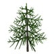 Araucaria Evergreen Tree Fine Art Print by Corey Ford