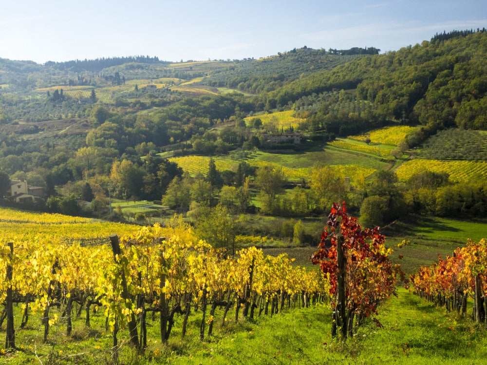 Italy, Tuscany: Autumn Colors in Chianti Fine Art Print by Terry Eggers