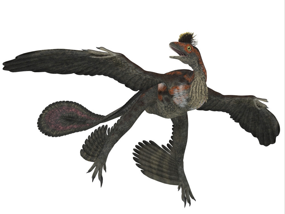Microraptor Flying Dinosaur Poster Print - Cretaceous Period