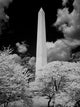 Washington Monument Fine Art Print - Washington, D.C.