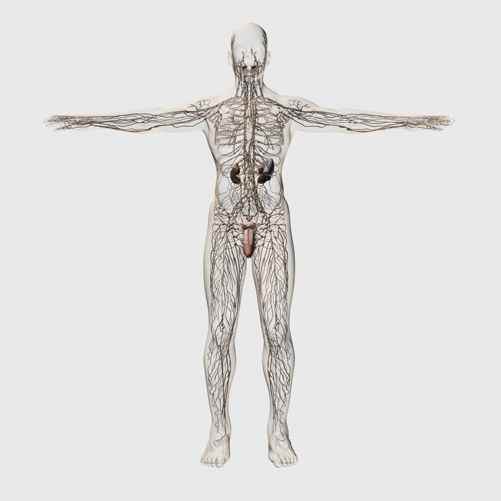Three-Dimensional Medical Illustration of Male Lymphatic System and Reproductive Organs Poster Print