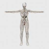 Three-Dimensional Medical Illustration of Male Lymphatic System and Reproductive Organs Poster Print
