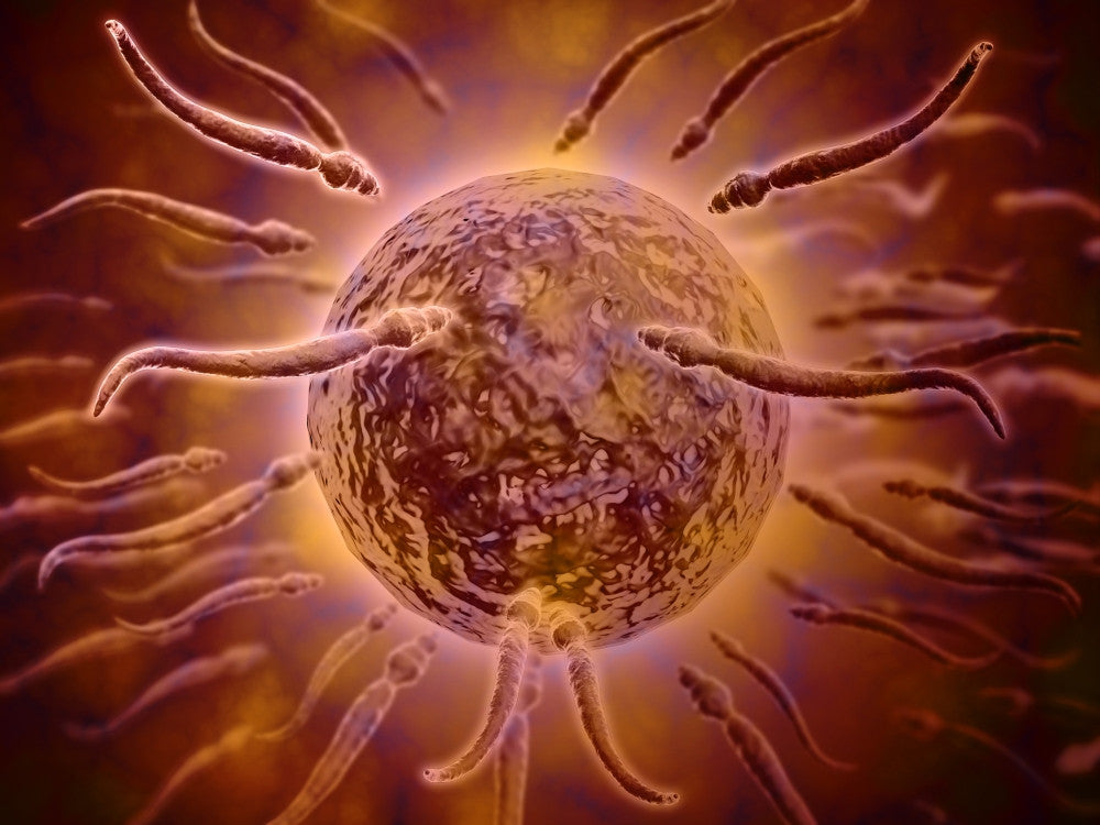 Microscopic View of Sperm Swimming Towards Egg Fine Art Print