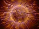 Microscopic View of Sperm Swimming Towards Egg Fine Art Print