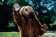 Grizzly Bear on Hind Legs Photo Print by Panoramic Images