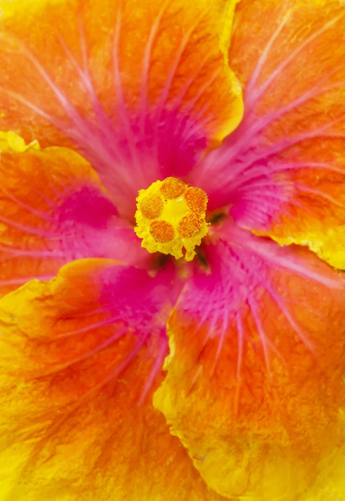 Stunning Close-Up of Orange, Pink, and Yellow Hibiscus Flower Fine Art Print by Brandon Tabiolo