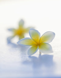 Stunning Yellow Plumeria Flowers Fine Art Print by Brandon Tabiolo