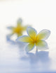 Stunning Yellow Plumeria Flowers Fine Art Print by Brandon Tabiolo