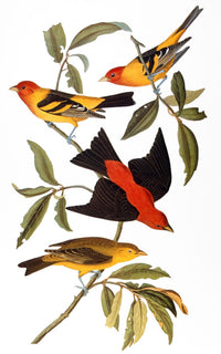 Audubon Tanager Colored Engraving Art Print from 'The Birds of America'