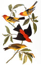Audubon Tanager Colored Engraving Art Print from 'The Birds of America'
