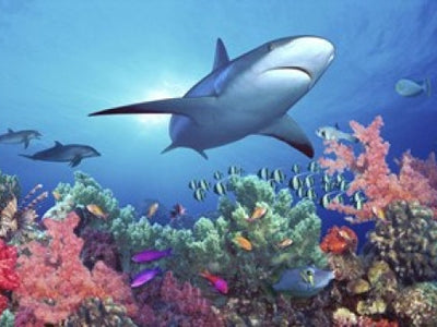 Underwater Art