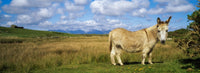 Connemara Donkey Fine Art Print by The Irish Image Collection