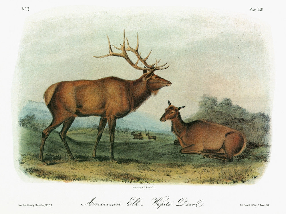 Audubon Elk Fine Art Print - American Wapiti Lithograph