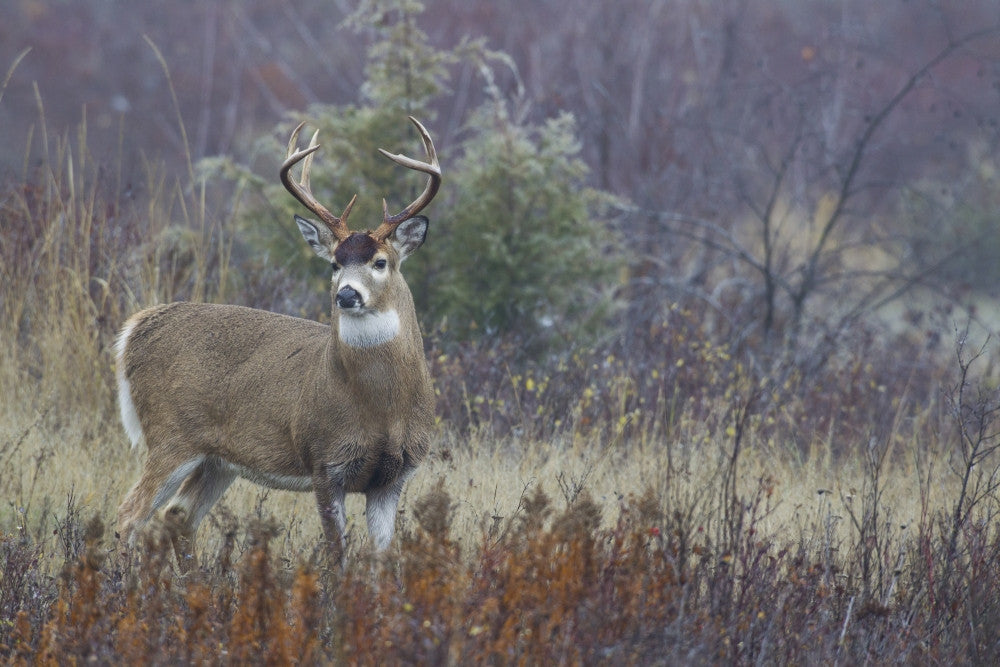 White-tail Deer Buck Fine Art Print by Ken Archer