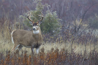 White-tail Deer Buck Fine Art Print by Ken Archer