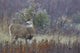 White-tail Deer Buck Fine Art Print by Ken Archer
