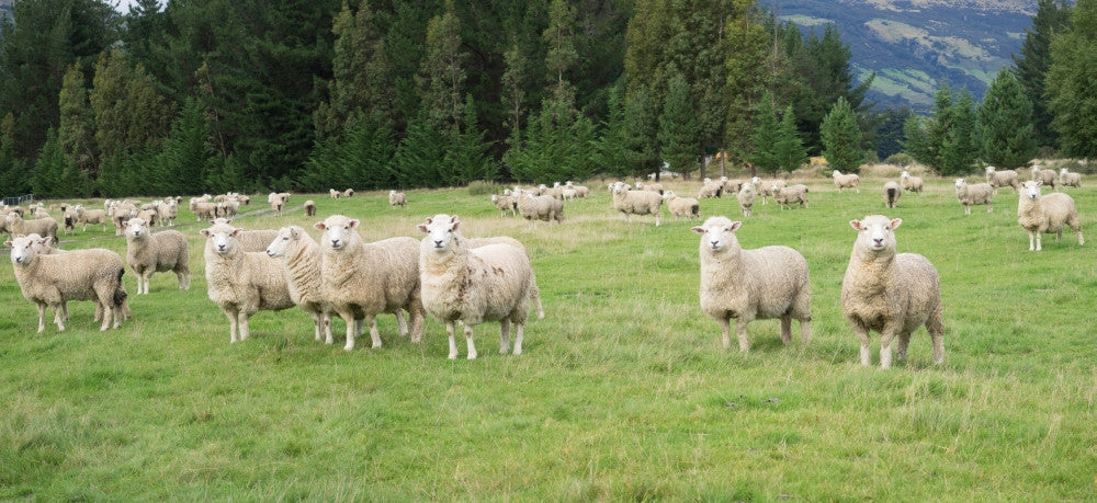 Sheep in Pasture Fine Art Print - Paradise Valley, New Zealand