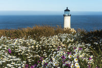 Flowers Bloom Near North Head Lighthouse Fine Art Print by Robert L. Potts