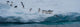 Adelie Penguins on Iceberg Fine Art Print - Antarctica
