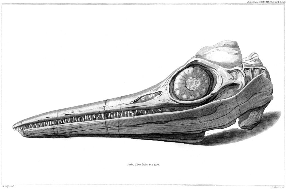 Ichthyosaur Fossil Skull Engraving Print (1814) by Granger Collection