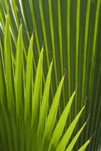 Detail of Palm Tree Fine Art Print - Grenada