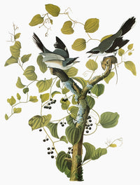 Audubon: Loggerhead Shrike Fine Art Print - Engraving by John James Audubon