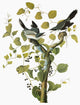Audubon: Loggerhead Shrike Fine Art Print - Engraving by John James Audubon