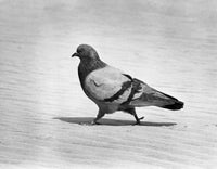 Side Profile of a Pigeon Fine Art Print