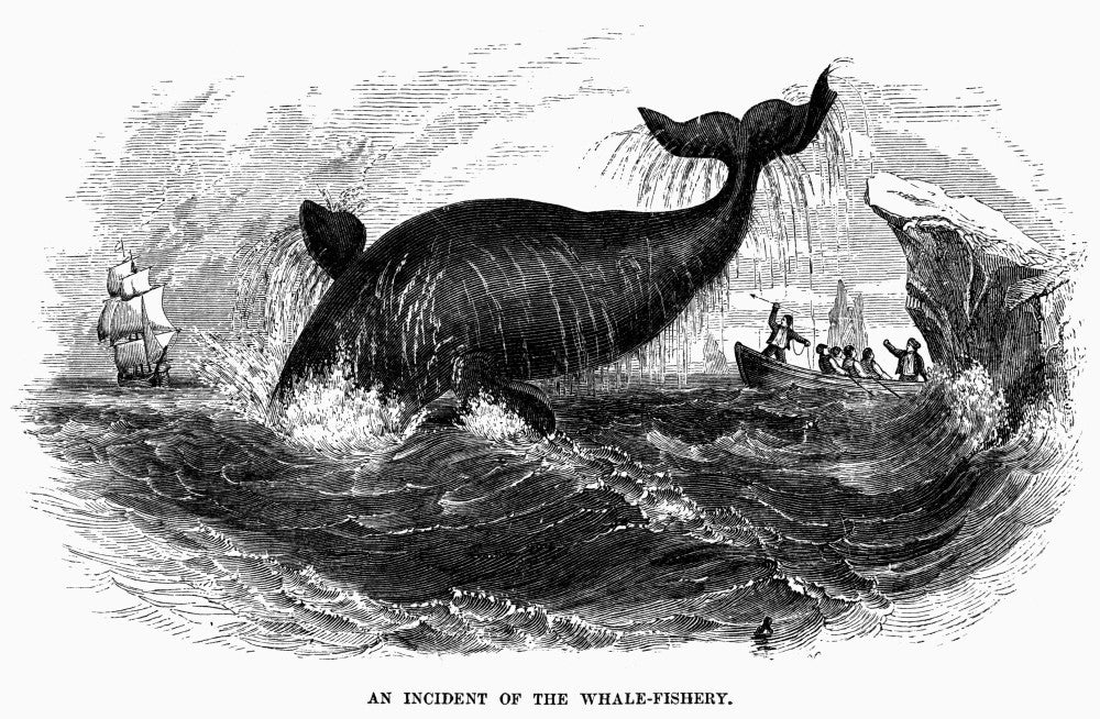 Whaling Crew Pursuing a Greenland Whale in Arctic Waters Fine Art Print