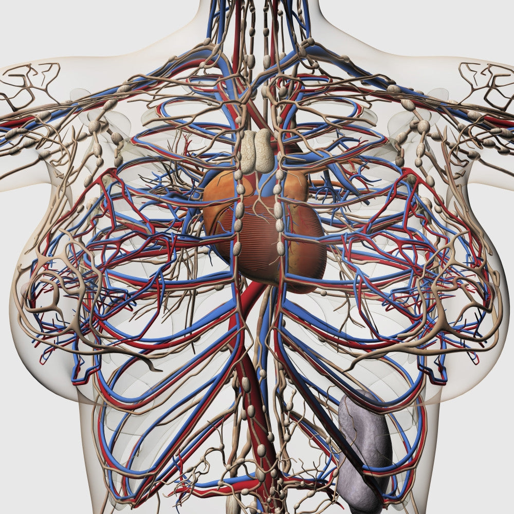 Medical Illustration of Female Breast Anatomy Poster Print
