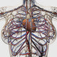 Medical Illustration of Female Breast Anatomy Poster Print
