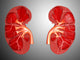 Cross-section of Human Kidney Fine Art Print | Posterazzi