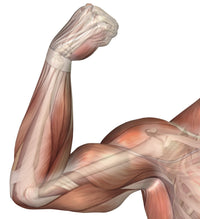 Human Bicep Muscle Illustration Poster Print - Item # VARPSTSTK700138H