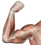Human Bicep Muscle Illustration Poster Print - Item # VARPSTSTK700138H