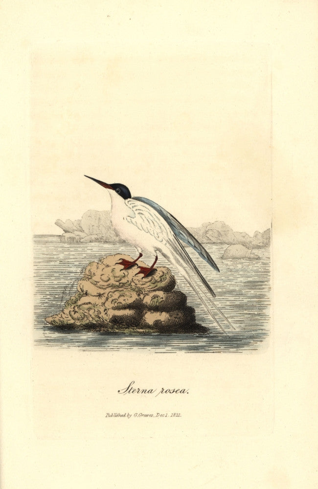 Roseate Tern Fine Art Print by Florilegius | Mary Evans