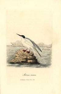 Roseate Tern Fine Art Print by Florilegius | Mary Evans