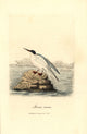 Roseate Tern Fine Art Print by Florilegius | Mary Evans