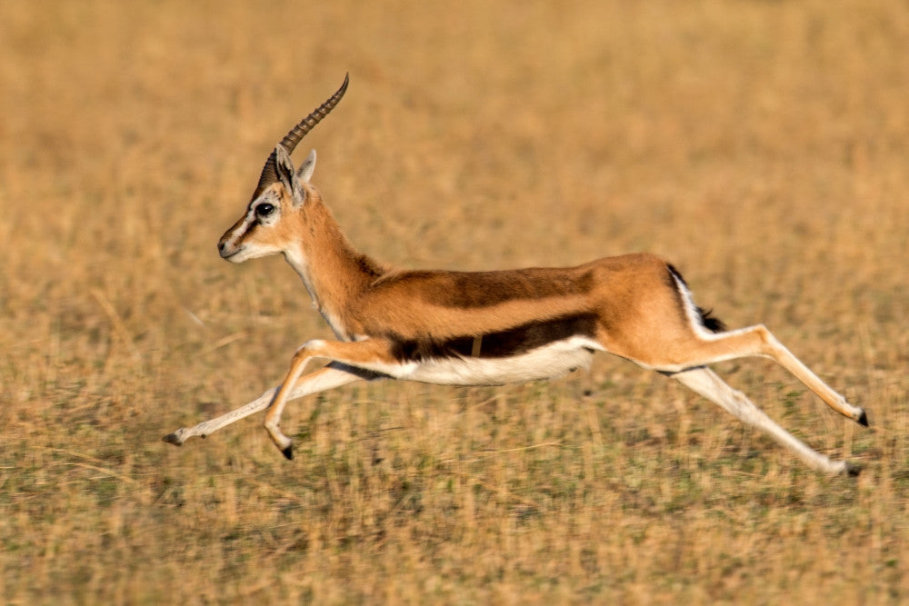 Thomson's Gazelle Running in Tanzania Fine Art Print by Panoramic Images