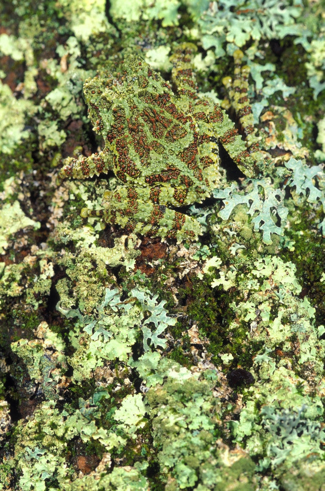 Camouflaged Vietnamese Mossy Tree Frog Fine Art Print