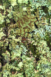 Camouflaged Vietnamese Mossy Tree Frog Fine Art Print